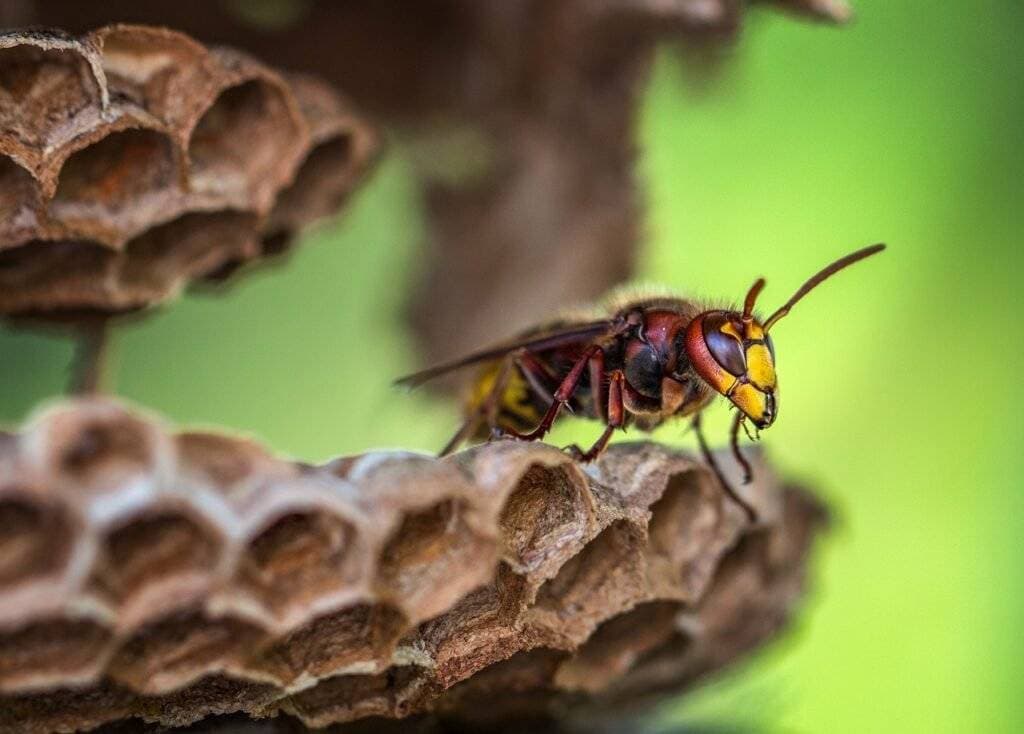 hornets, hornet, hornet queen