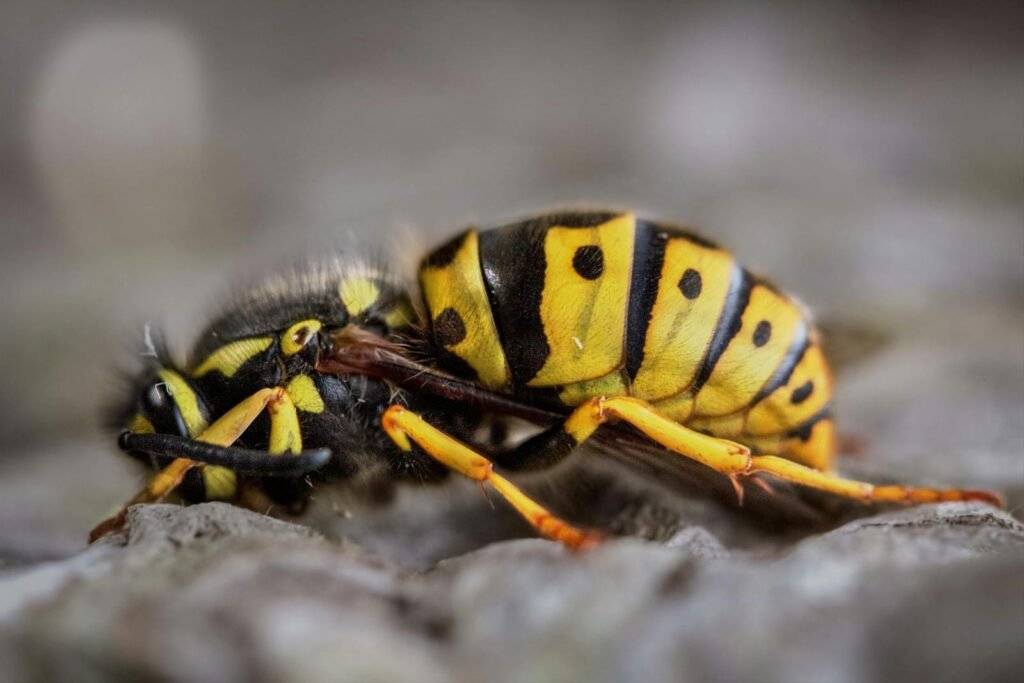 Lifespan of a Queen Wasp