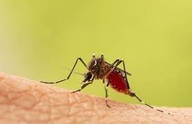 How to Treat Mosquito Bites Effectively
