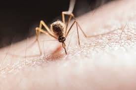 Mosquito Bite Care After Travel