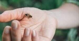 Benadryl for Bee Sting