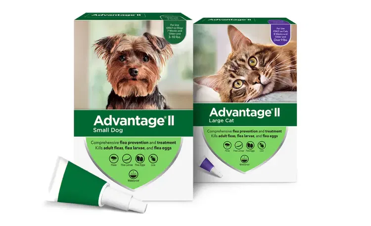 Flea Prevention for Multi Pet Homes