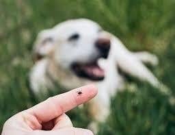 Flea Tick and Heartworm Prevention for Dogs