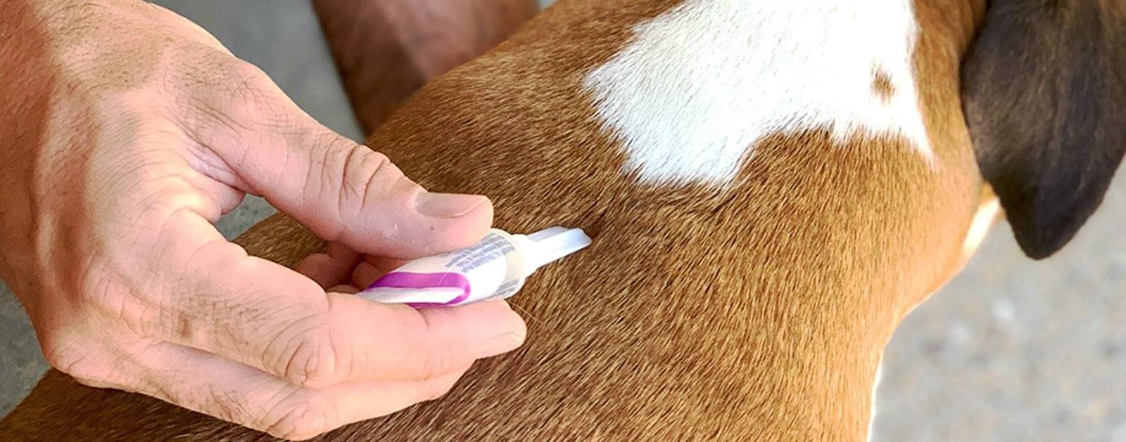 How Does Tick and Flea Medicine Work