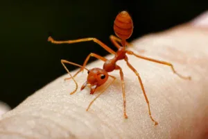 How to Stop Fire Ant Stings from Itching
