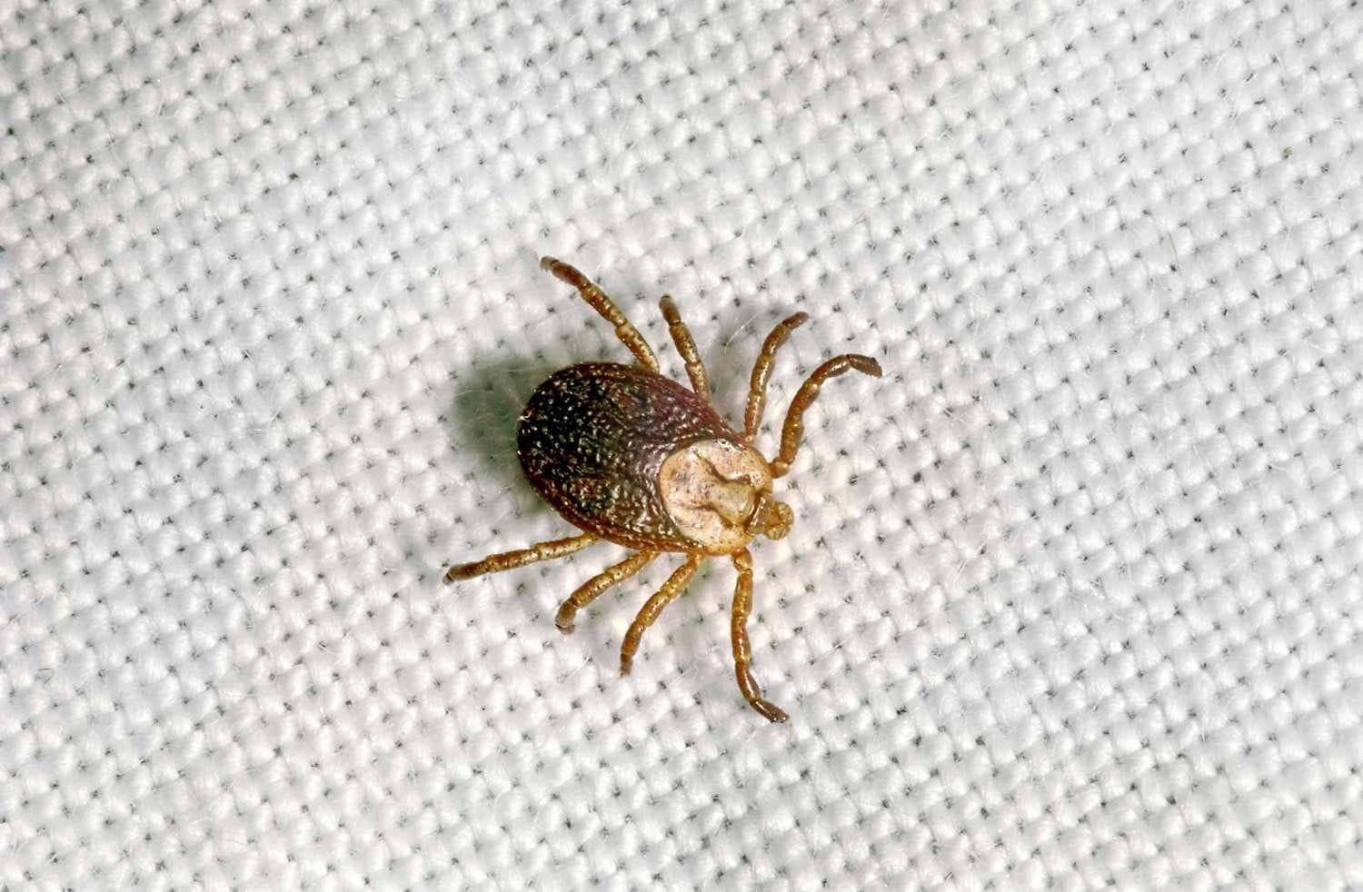 How to Kill Ticks on Clothes