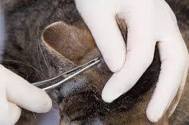 Tick Removal for Cats