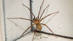 Treatment for Spider Bite