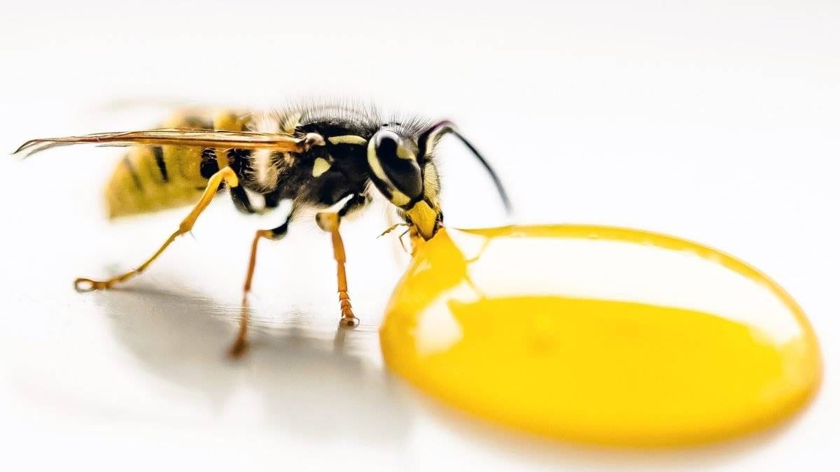 vinegar for wasp stings