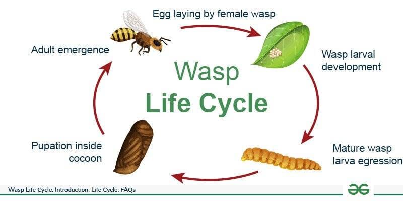 What Is a Wasp’s Lifespan