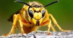Ice or Heat: Which Works Best for Wasp Stings