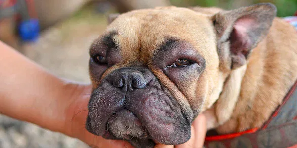 Wasp Sting Treatment for Pets