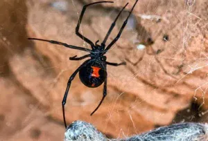 black widow spider bite symptoms timeline