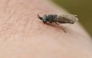 horse fly bite healing time