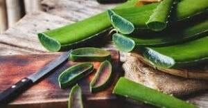 natural remedies for spider bite 
