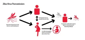 zika virus symptoms vs common cold