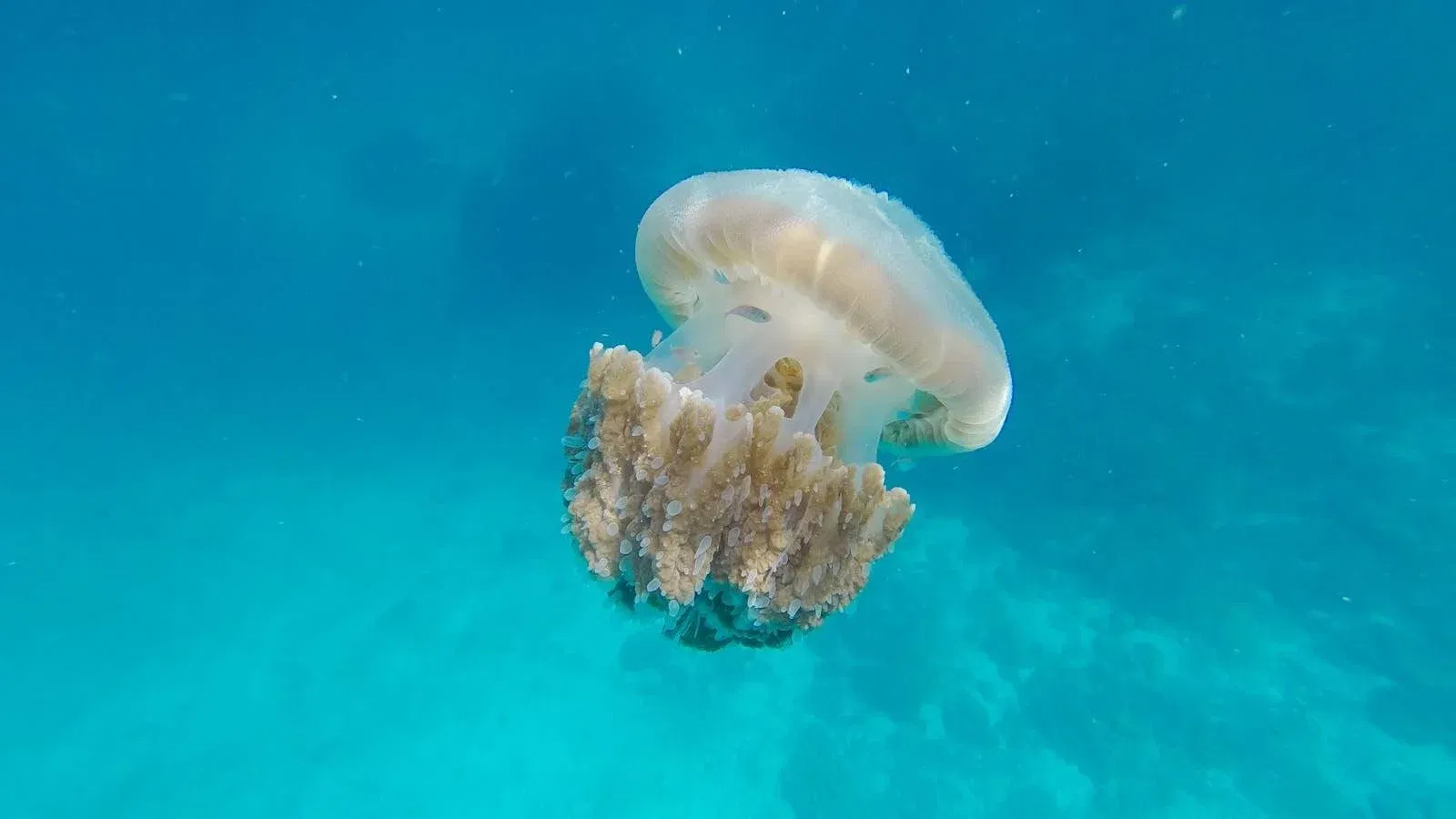A vibrant underwater photo capturing a glowing white jellyfish in its natural ocean habitat.