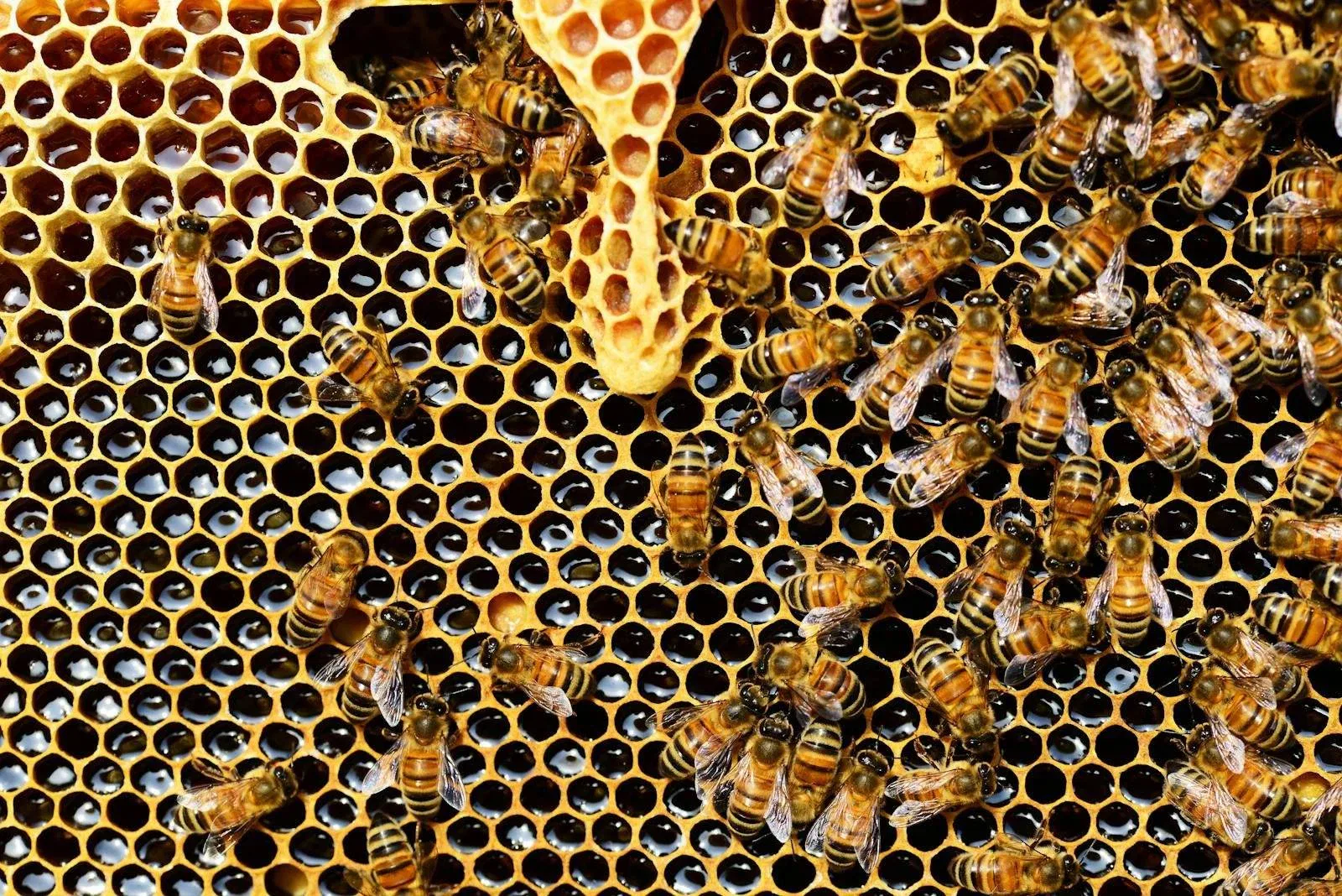 Detailed view of honey bees on a vibrant honeycomb filled with honey in a beehive.