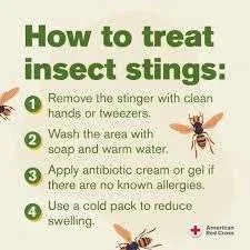 What to Put on Bee Sting