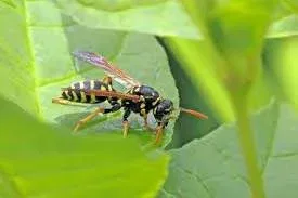 Best Pain Relievers for Wasp Stings