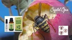 Essential Oils for Wasp Sting