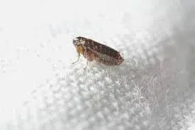 Fleas in Home