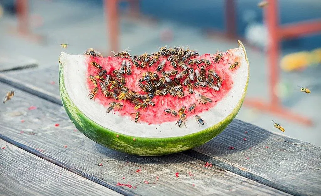 Foods to Avoid After a Sting