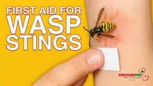 Homeopathic Remedies for Wasp Sting