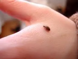 How Many Times Can Bed Bugs Bite