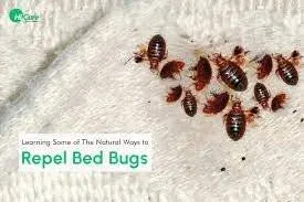 How to Prevent Bed Bug Bites