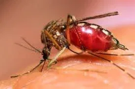 Immune Support After Bug Stings