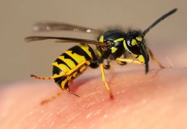 Natural Cure for Wasp Sting