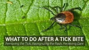 Tick Bite Care Guide