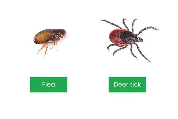 Tick Bite vs Flea Bite