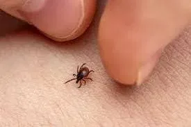 Tick Head Is Left in Skin