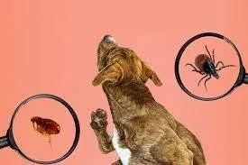 Tick and Flea Prevention Tips