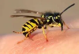 Wasp Sting Relief Fast