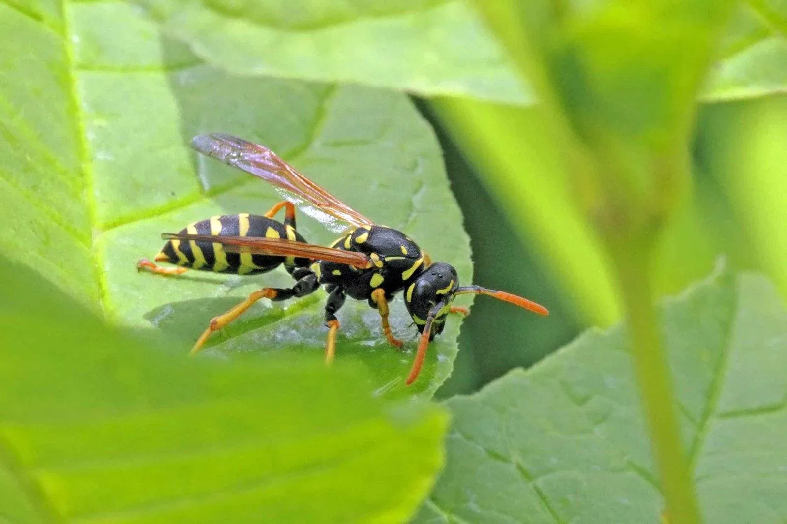 Wasp Sting and Breathing Issues