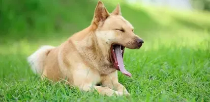 Advantus Oral Flea Treatment