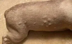 Allergic Reaction to Bee Sting in Dog