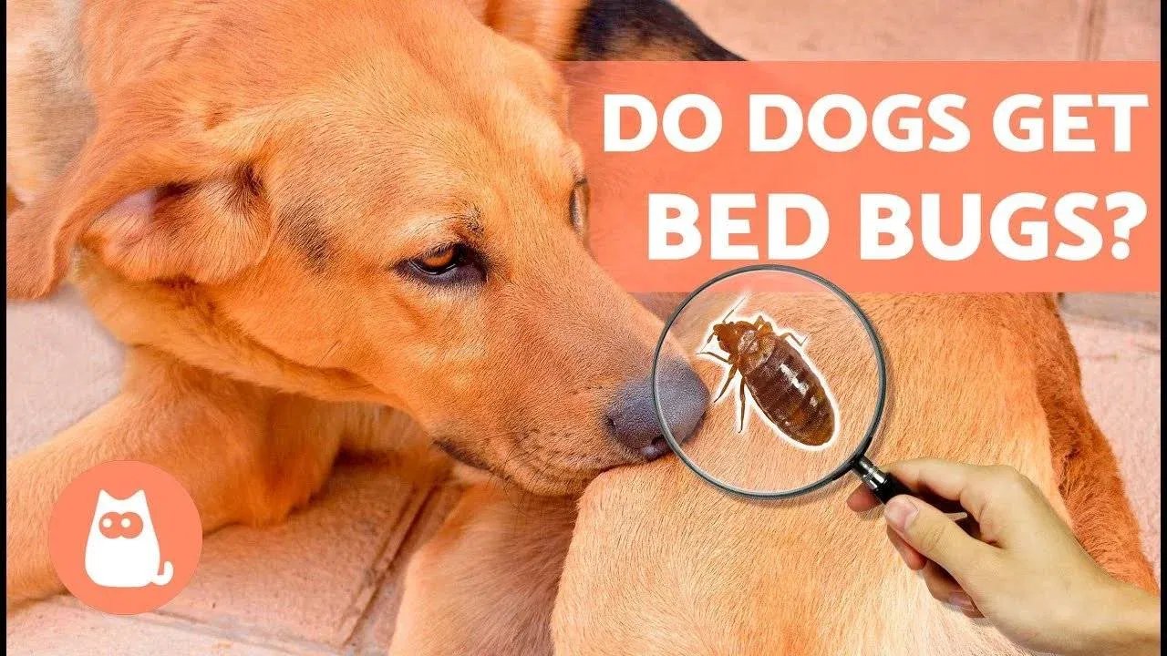 bedbugs bite dogs