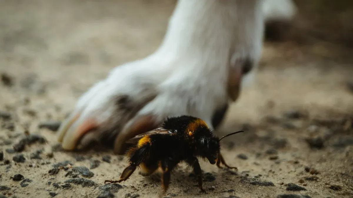 bee sting on dog paw treatment