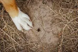 Bee Sting on Dog Paw