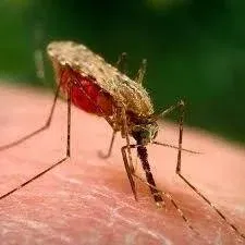 Does Vitamin B1 Stop Mosquito Bites
