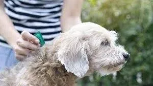 Flea and Tick Medicine Side Effects