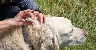 Flea and Tick Medicine Without Vet Prescription