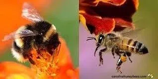 Honeybee and Bumblebee