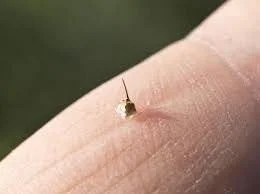 How to Remove a Wasp Stinger Safely