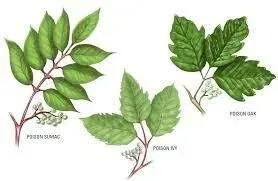 Poison Ivy vs Poison Oak vs Sumac
