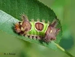 Saddleback Caterpillar Sting